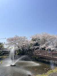 제주 숨겨진 벚꽃 스팟 찾으신다면 🌸