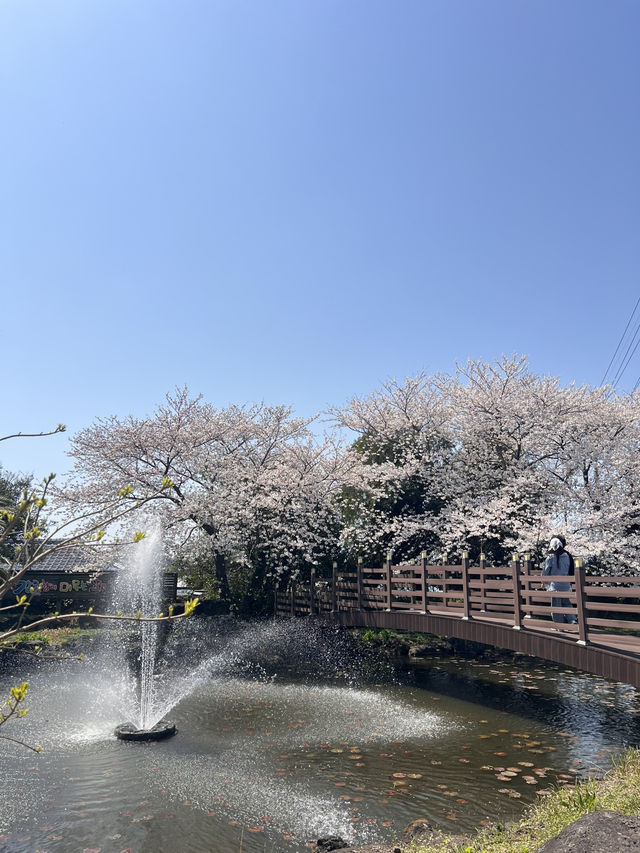 제주 숨겨진 벚꽃 스팟 찾으신다면 🌸