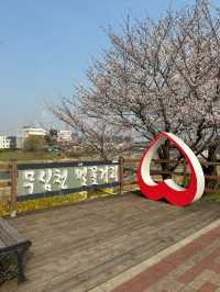 지금 당장 가야 할 청주 벚꽃 축제