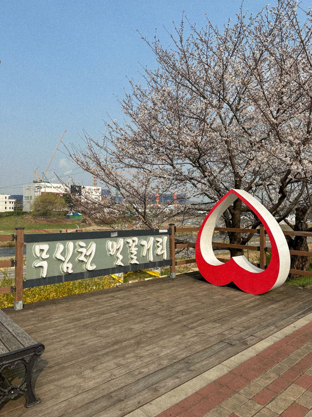 지금 당장 가야 할 청주 벚꽃 축제 지금 당장 가야 할 청주 벚꽃 축제