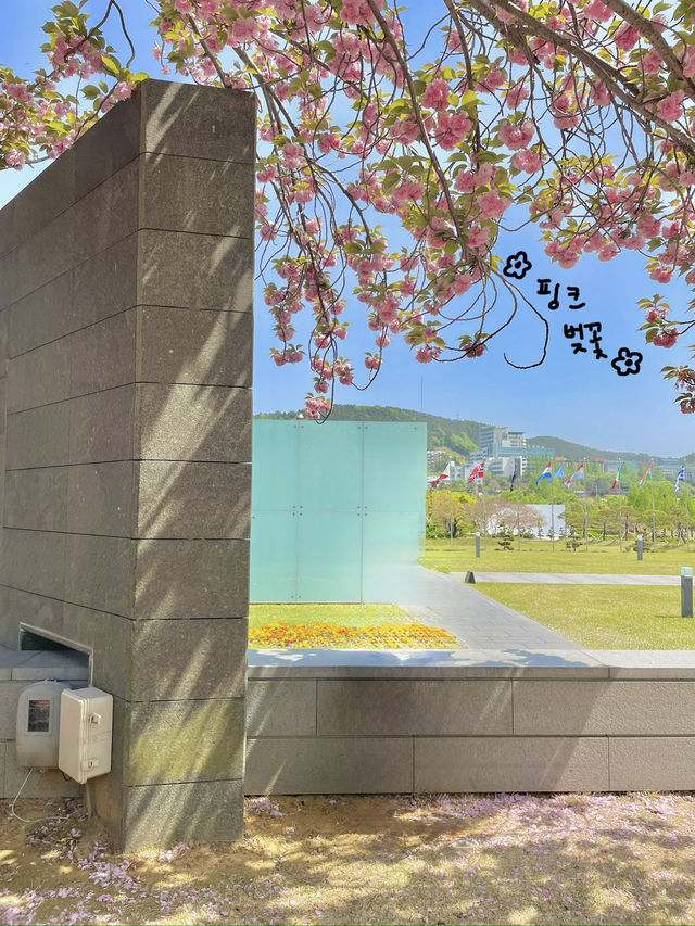 🌸 부산 유엔공원, 핑크 겹벚꽃과 함께한 봄날