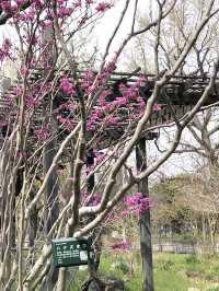 Full Bloom! Spring at Soshigaya Park🌸