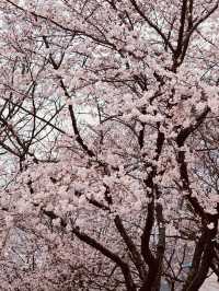 A Breath of Spring Air: Exploring Daecheong Park's Rejuvenating Landscape