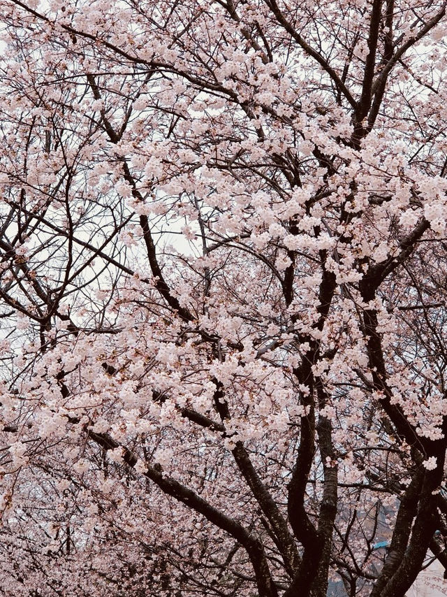 A Breath of Spring Air: Exploring Daecheong Park's Rejuvenating Landscape