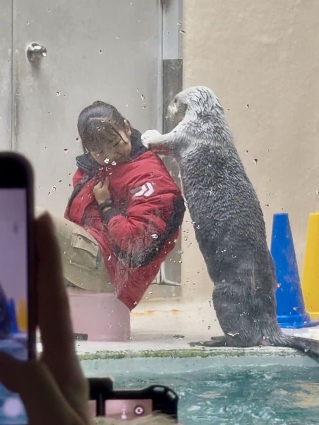 三重｜集合動物明星們 全日本最萌的鳥羽水族館