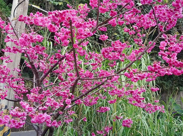🌸** 山林自然景觀與櫻花浪漫的美麗步道**🌸