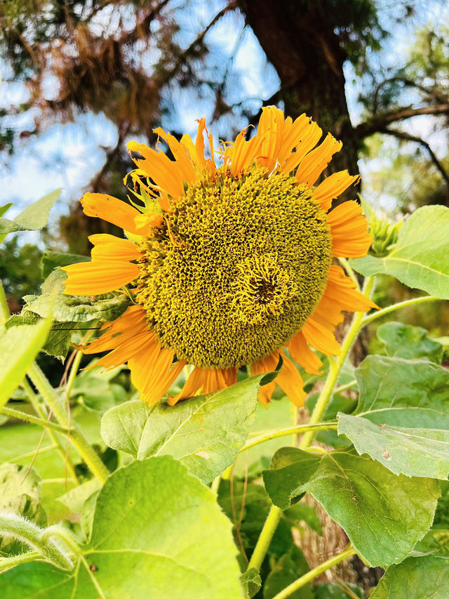 “Nature’s Harmony, Sustainability in Action – Taman Saujana Hijau”