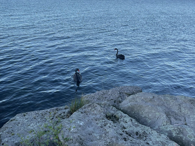 Mokoia Island 紐西蘭北島羅托魯瓦湖（Lake Rotorua）中央的一座神秘小島