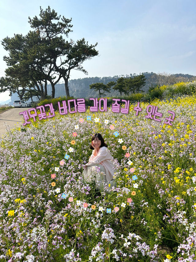갯무꽃과 유채꽃 만날 수 있는 ‘카페루시아’