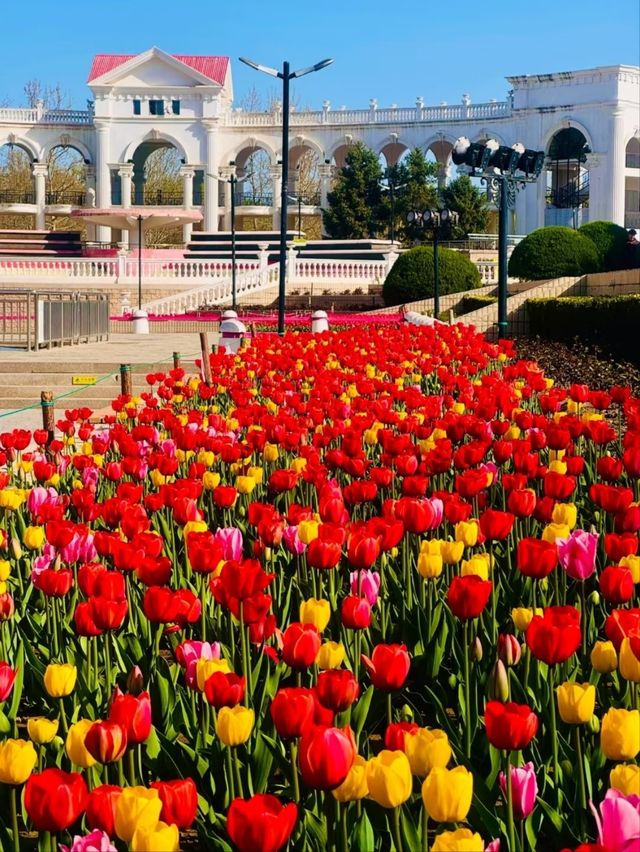 Chaoyang Park– Beijing's Vibrant Urban Oasis