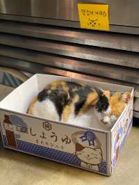 看板猫ちゃんが可愛すぎるカフェ