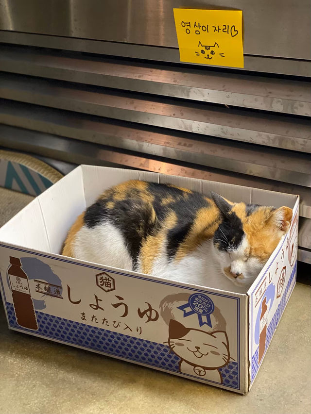 看板猫ちゃんが可愛すぎるカフェ