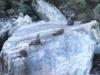 #米爾福德峽灣Milford Sound-紐西蘭南島