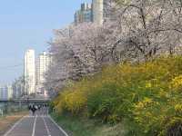 충훈부 벚꽃길, 봄을 가장 예쁘게 걷는 방법🌸 안양 벚꽃 산책