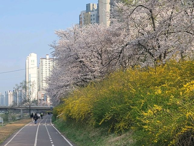 충훈부 벚꽃길, 봄을 가장 예쁘게 걷는 방법🌸 안양 벚꽃 산책