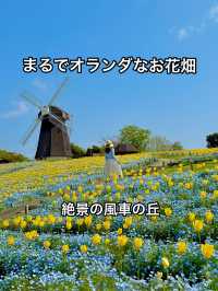 大阪 ❤︎ GWに行きたい無料の公園💐ネモフィラとチューリップ🩵💛  