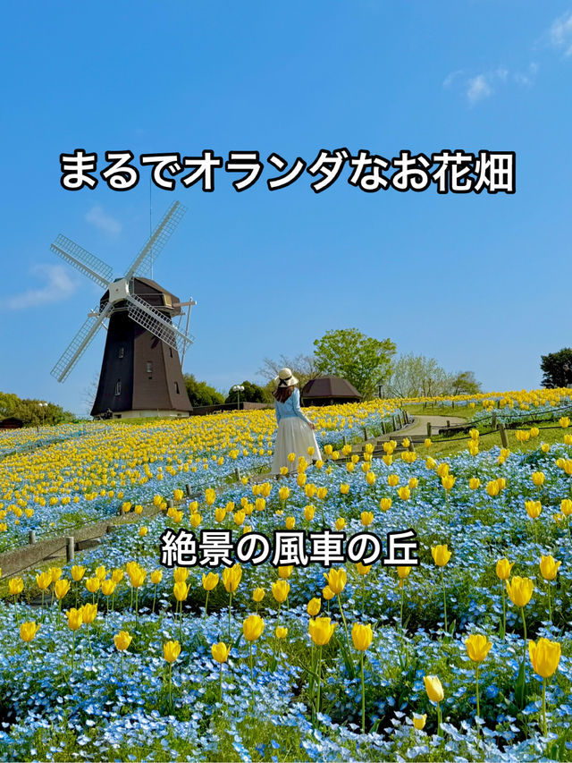 大阪 ❤︎ GWに行きたい無料の公園💐ネモフィラとチューリップ🩵💛  