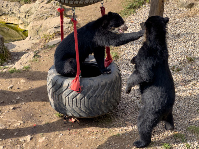 【家族連れや動物好きに人気の自然スポット】フランクフルト動物園（Zoo Frankfurt）🦁🐧🦓