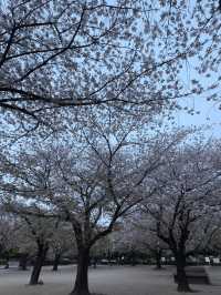 東京｜木場公園的櫻花魅力