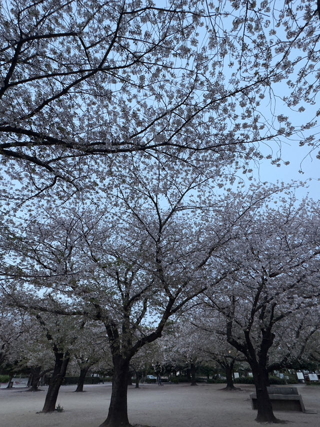 東京｜木場公園的櫻花魅力