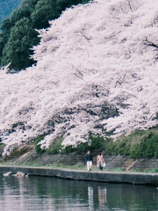 🌸Hidden Kansai Cherry Blossom Spot | Kaizu Osaki’s Dreamy Sakura Tunnel