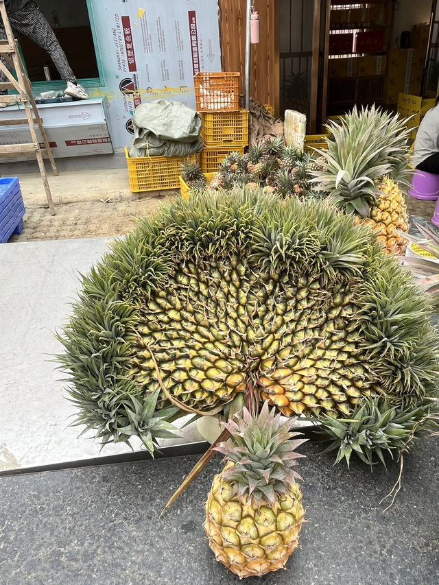 菠蘿的海