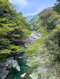 【日本三大秘境】祖谷のかずら橋