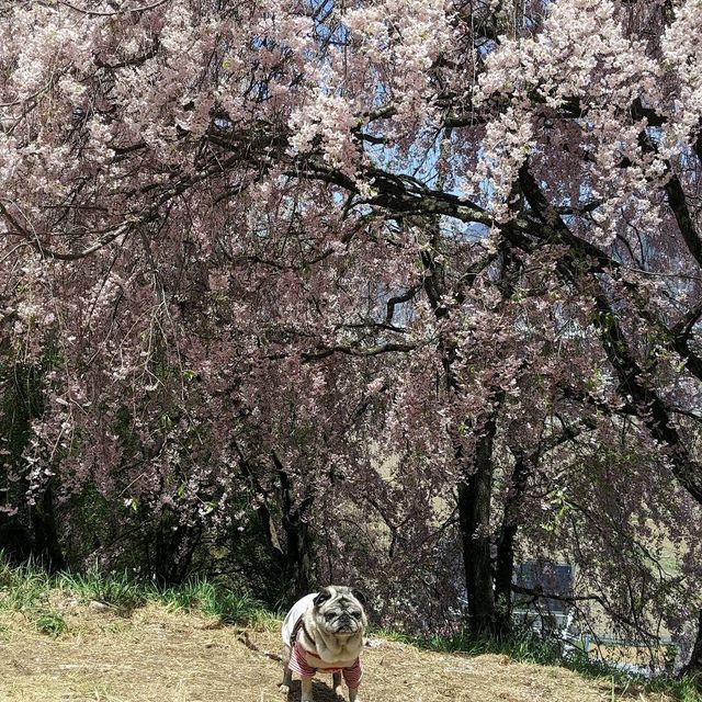 Koboyama Park, Nagano