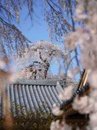 A Visit to Daigo-ji Temple: The Ultimate Cherry Blossom Experience in Japan 🌸