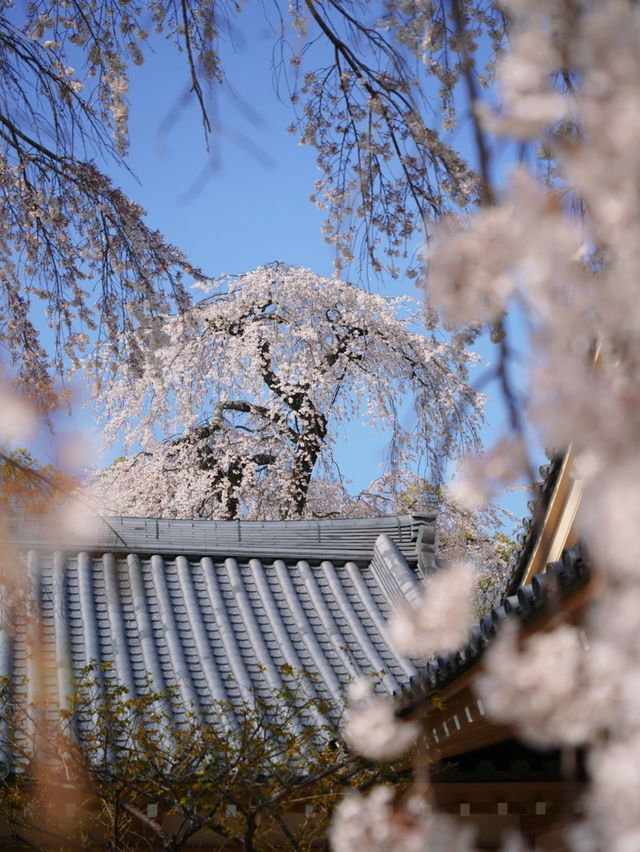 A Visit to Daigo-ji Temple: The Ultimate Cherry Blossom Experience in Japan 🌸