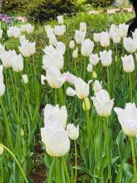 Tulip Blooms at Haneulbit Arboretum