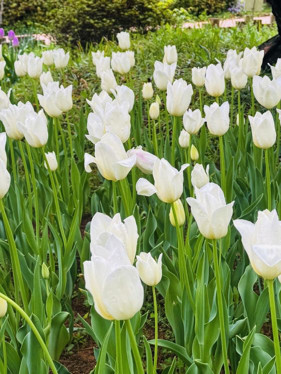 Tulip Blooms at Haneulbit Arboretum