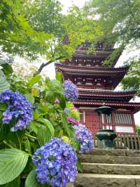 【千葉】紫陽花と五重塔を収められる人気撮影スポット