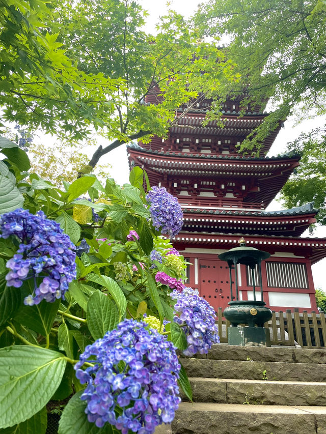 【千葉】紫陽花と五重塔を収められる人気撮影スポット