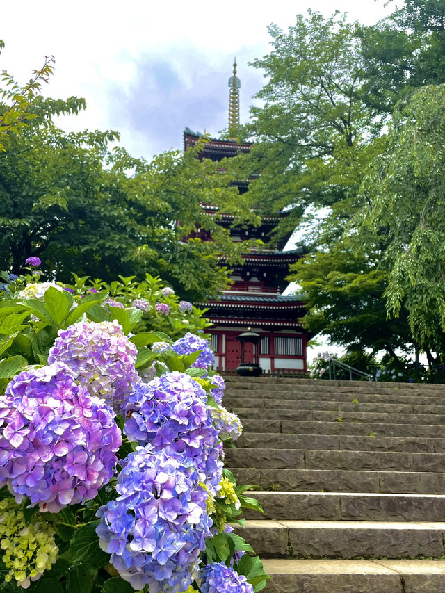 【千葉】紫陽花と五重塔を収められる人気撮影スポット
