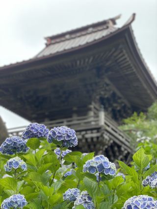 【치바】곧게 솟아오른 삼나무 숲을 따라 심어진 수국
