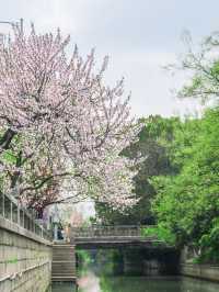 Suzhou’s Sakura Secret—Ji Qing Street in Full Bloom