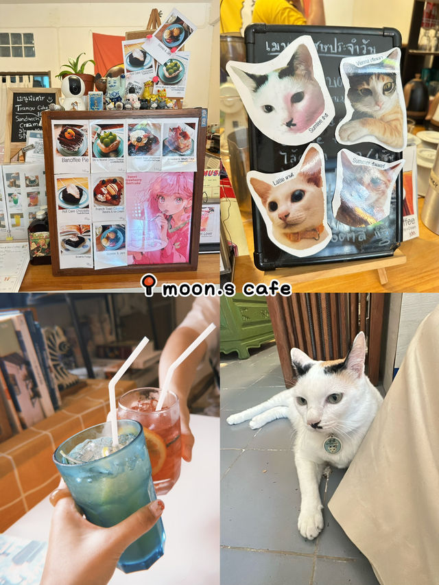 มัดรวมคาเฟ่สำหรับทาสแมว  พาไปคาเฟ่เด็กเอนฯ🐈
