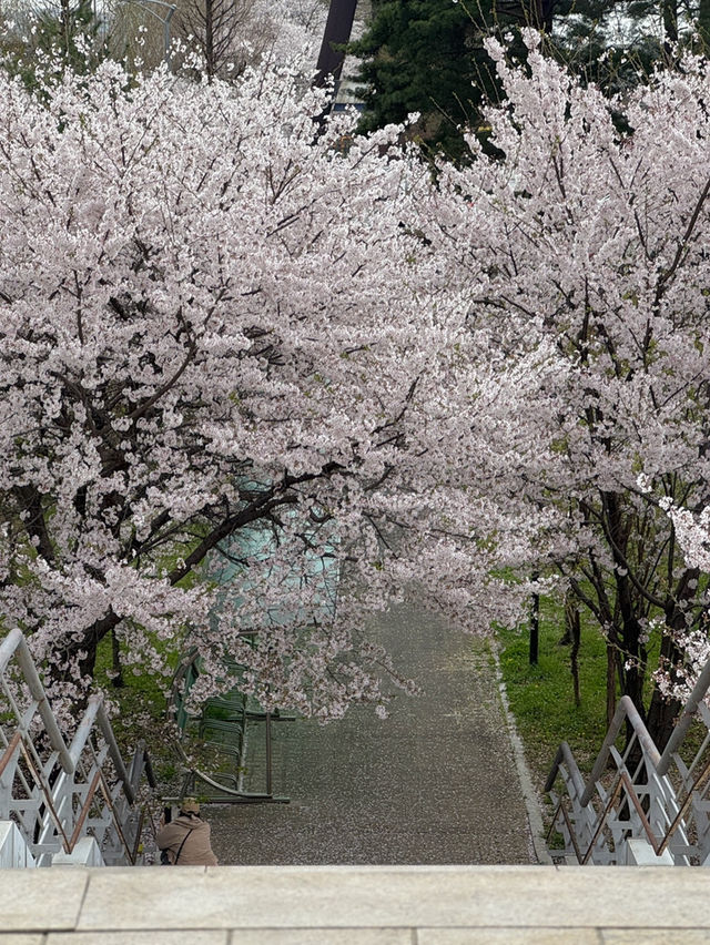 서울 벚꽃 명소 추천, 합정 벚꽃 명당 정리