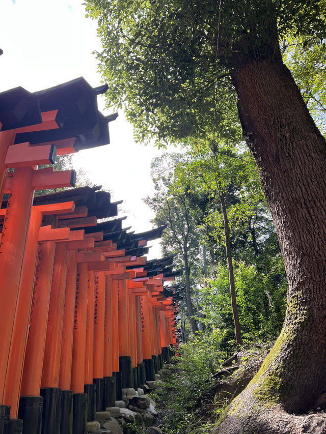 Fushimi Inari Taisha: Kyoto’s Thousand Torii Gates of Spiritual Wonder