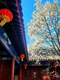 春遊：法源寺和白玉蘭撞個滿懷，爛縵胡同的可可愛愛