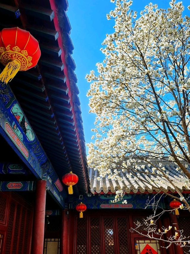 春遊：法源寺和白玉蘭撞個滿懷，爛縵胡同的可可愛愛