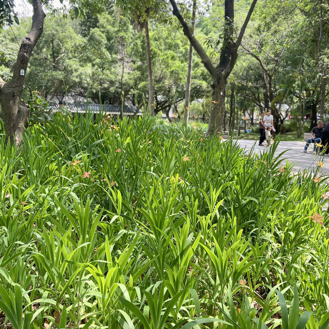 探秘歷史建築與城市風光之美✨深圳龍華大浪日遊⛪️🌴🌊 🛍️