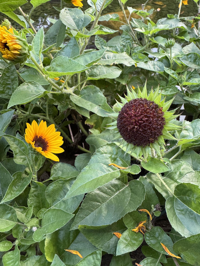 香港公園｜城市中的綠洲
