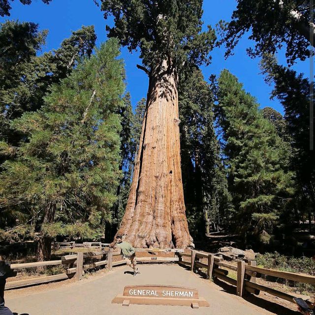 General Sherman Tree – Sequoia NP, CA