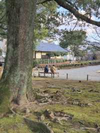 「熊本的隱世庭園一一探索水前寺公園的魅力」