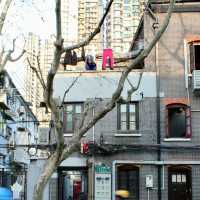 Shanghai – Blossoms and Skylines in Perfect Harmony