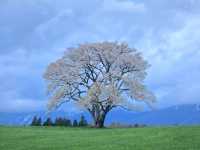 大自然の中の一本桜🌸🌸