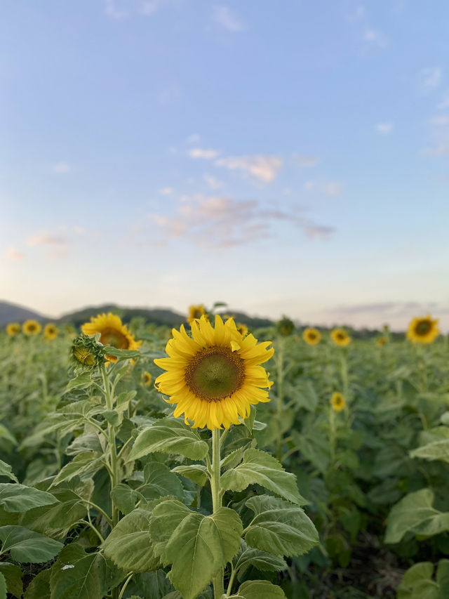 ทุ่งทานตะวันใหญ่ที่สุดในปากช่อง