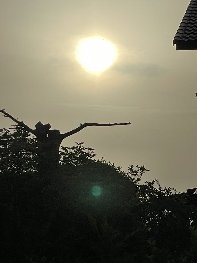 清新脫俗的神隱火山村🌸千尋櫻島